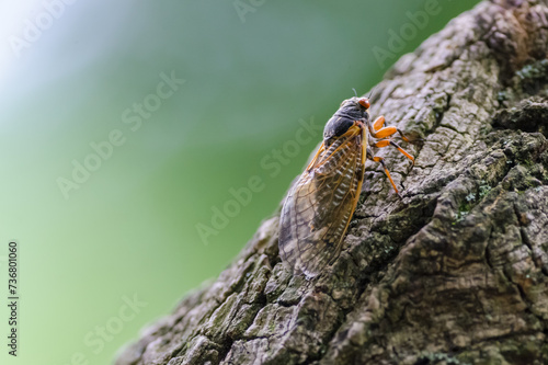Cicada © Georges
