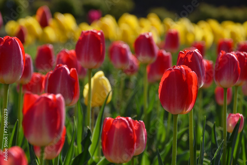 The tulip field                                                                        