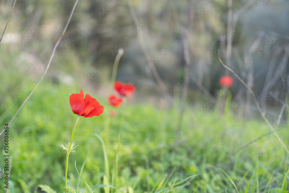 Single Red Poppy Captures Attention In Sharp Focus Against The Blurred Greens Of Its Natural Habitat. Single Red Poppy Captures Attention In Sharp Focus Against The Blurred Greens Of Its Natural Habitat.