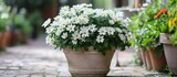 A beautiful houseplant filled with white flowers sits in a flowerpot on the sidewalk