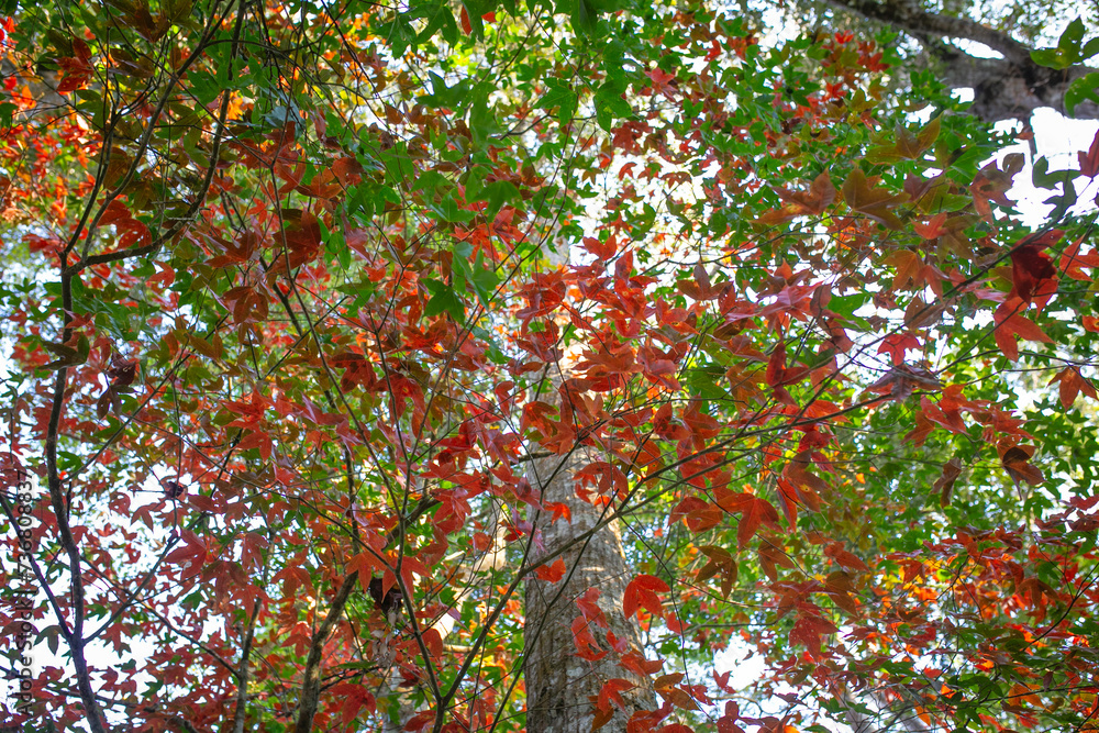 Autumn leaves on the roof of an old wooden house in the forest Autumn leaves on the roof of an old wooden house in the forest