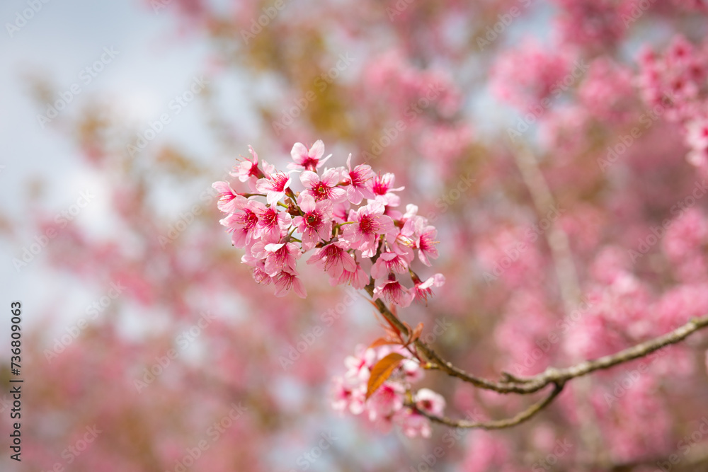 Pink Cherry blossom or sakura flower.