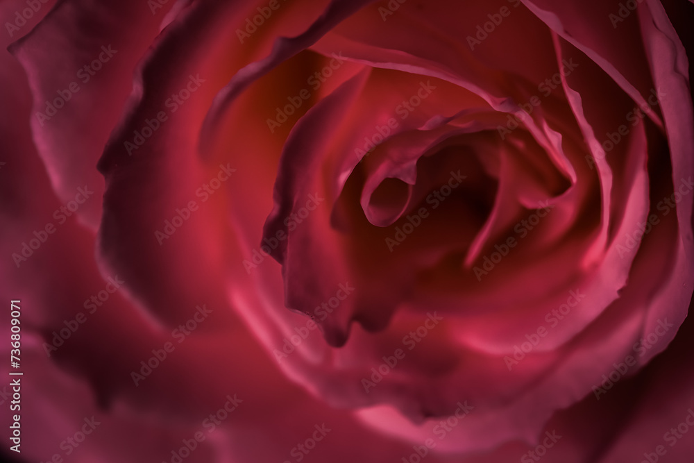 Naklejka premium Red rose flower petals. Soft focus, abstract floral background.