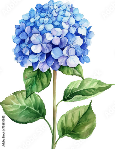 Hydrangea flowers isolated on transparent background. PNG