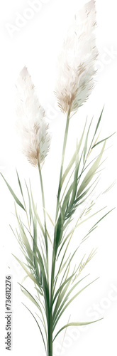 White Pampas Flower isolated on transparent background. PNG