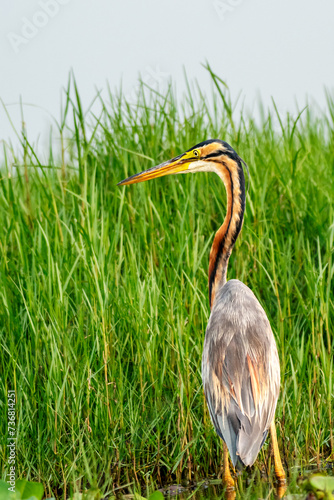 Purple Heron in grassland at Chilika lake Manglajodi, India. photo