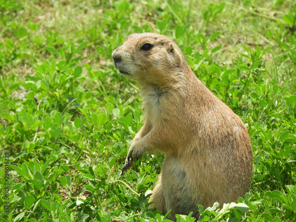 Prarie Dog, South Dakota, United States of America Prarie Dog, South Dakota, United States of America