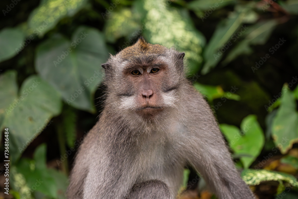 macaques sitting against the background of the jungle. The monkey looks thoughtfully. Behavior of Monkeys in their natural habitat. Monkey forest in Ubud. macaques sitting against the background of the jungle. The monkey looks thoughtfully. Behavior of Monkeys in their natural habitat. Monkey forest in Ubud.