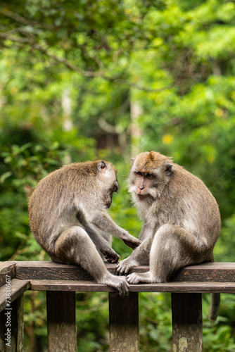 monkeys looking for fleas, macaques,  care © Mariya Surmacheva