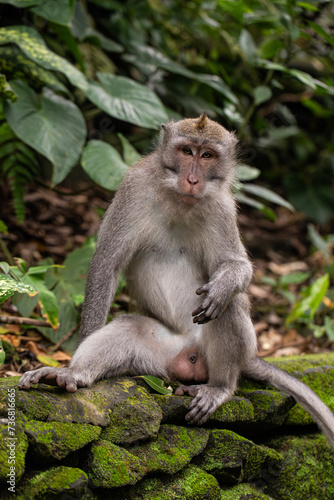 macaques sitting against the background of the jungle. The monkey looks thoughtfully. Behavior of Monkeys in their natural habitat. Monkey forest in Ubud. © Mariya Surmacheva