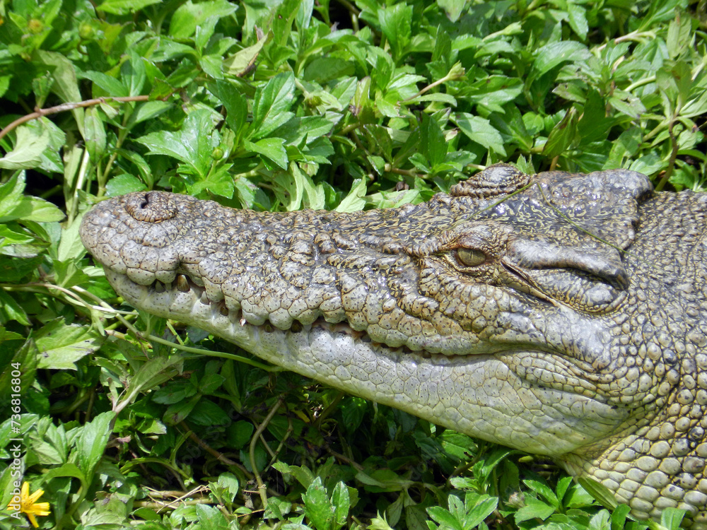 Fototapeta premium Saltwater Crocodile, Queensland, Australia