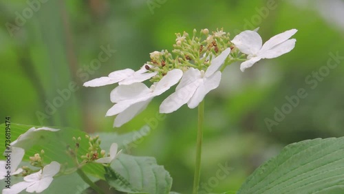 【山野草・樹木】ケナシヤブデマリ（毛無藪手毬）：Viburnum plicatum var. plicatum form. glabrum photo