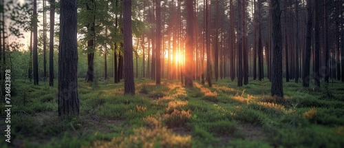 the sun shines through the trees in a forest filled with green grass and tall, thin, thin trees. photo