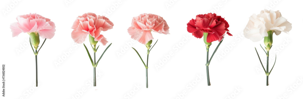 Assorted carnations in shades of pink, red, and white are neatly arranged on a clean background, ideal for varied floral themes. Assorted carnations in shades of pink, red, and white are neatly arranged on a clean background, ideal for varied floral themes.