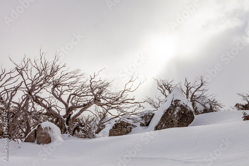 Snow Covered Trees at Kosciuszko National Park, NSW, Australia photo