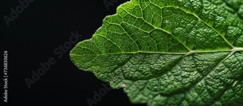 a close up of a green leaf on a black background . High quality