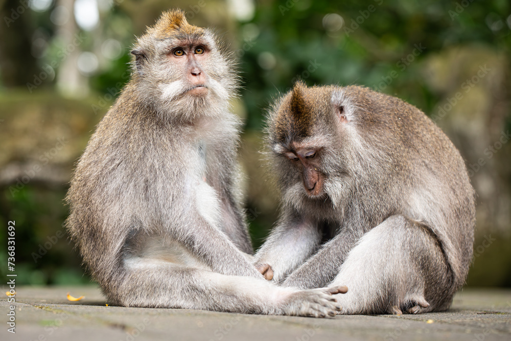 monkeys looking for fleas, macaques, 
care