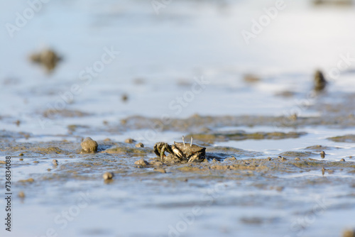 Crab on mudflats