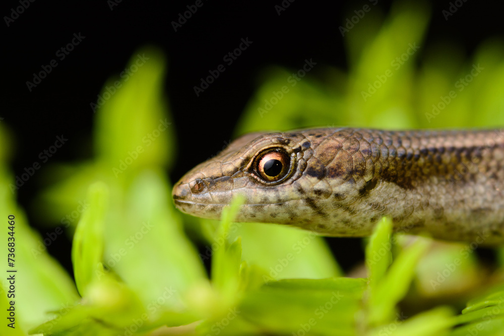 Fototapeta premium Close up portrait of Basilisk Shadeskink
