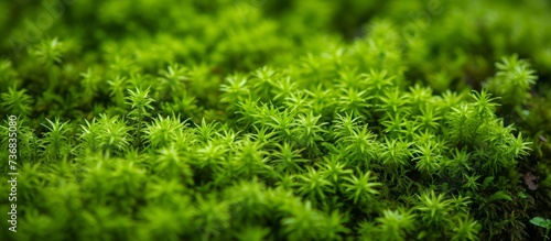 a close up of a patch of green moss growing on the ground . High quality