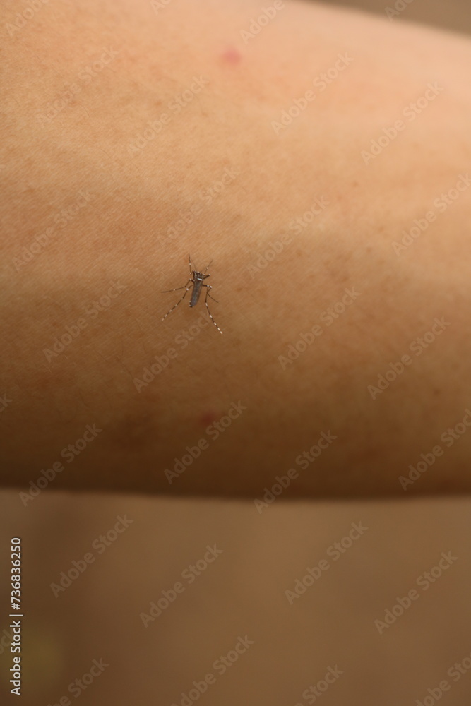 Obraz premium Aedes aegypti mosquito. close up of a Mosquito sucking human blood through the skin