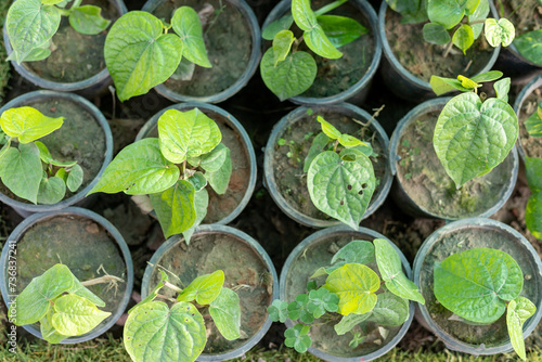 Betel leaf (Paan) creeper plants in plastic pots © GreenThumbShots