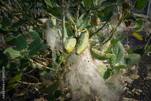 Calotropis gigantea, the crown flower milkweed showing seed dispersal and seeds