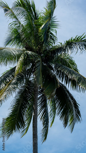 Looking up at a tropical coconut tree in the hot sun.