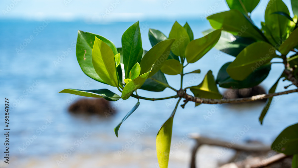Fototapeta premium A small mangrove tree leafy branch with the ocean in the background.