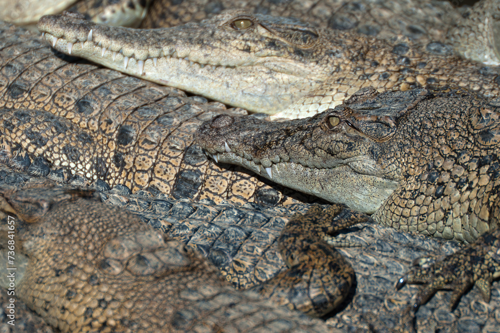 Saltwater Crocodile farm, Queensland, Australia Saltwater Crocodile farm, Queensland, Australia