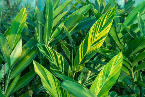 Striped leaves of variegated shell ginger plant