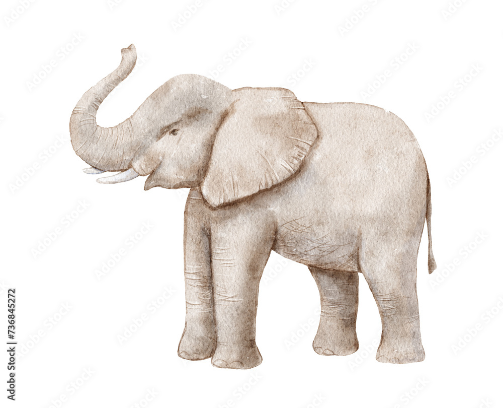 Watercolor cute elephant isolated on white background. Trunk up
