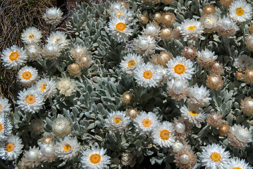 Flowers near Mount Kosciuszko, Australia photo