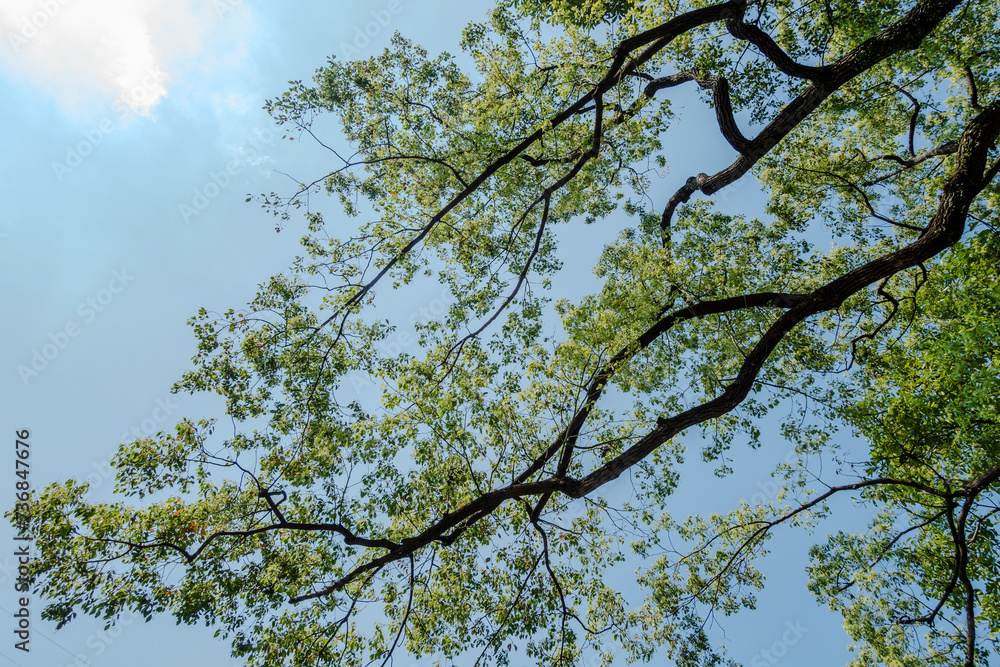 Obraz premium Spring season.