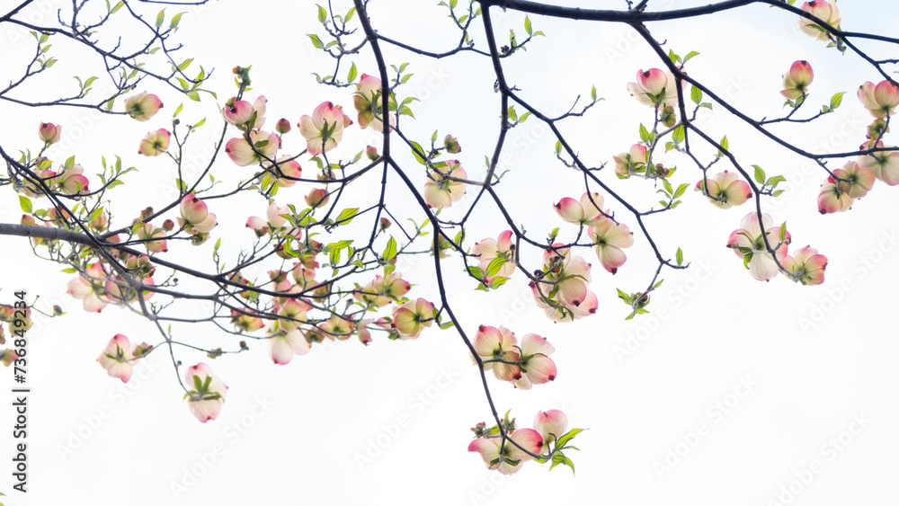 Fototapeta premium ハナミズキ