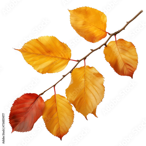 Autumn leaves isolated on transparent or white background  png