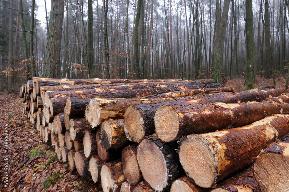 cut down and stored tree trunks cut down and stored tree trunks