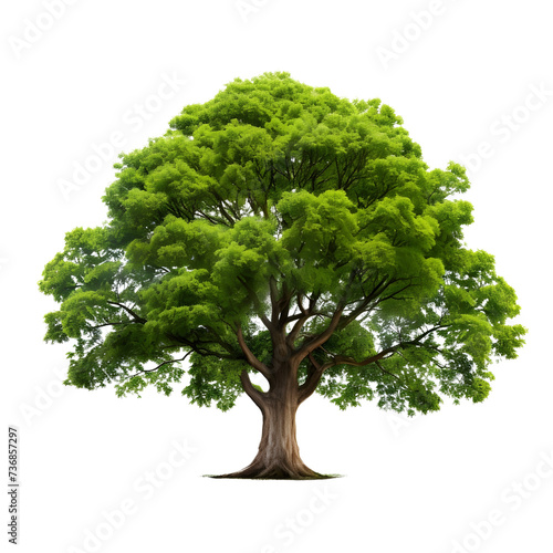 A big greenery isolated tree on white background