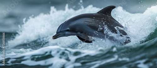 A fun-loving black dolphin called Lagernohynchus obscurus frolics in the ocean. © 2rogan