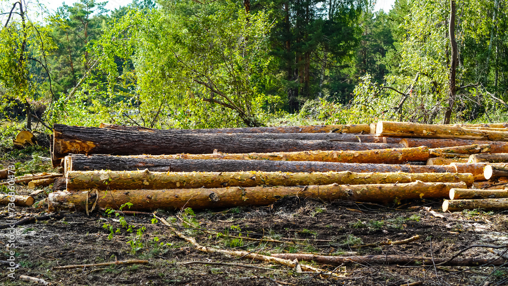 The stack of log trunks, wooden trunks of pine, the harvesting of wood by the woodworking industry on a large scale. The stack of log trunks, wooden trunks of pine, the harvesting of wood by the woodworking industry on a large scale.