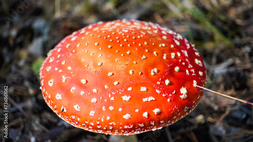 A poisonous and hallucinogenic fly agaric with a bright red cap grows in the forest. Toadstool mushroom. Amanita. Close-up. 