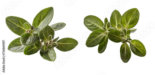 Captivating Marjoram Herb on White Background