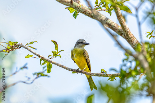 Tropical kingbird (Tyrannus melancholicus) is a large tyrant flycatcher. Cesar department. Wildlife and birdwatching in Colombia. photo