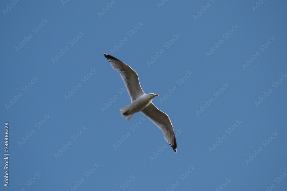 Obraz premium A seagull flying overhead with its wings spread wide as it glides past a clear blue sky.