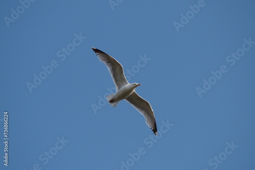 A seagull flying overhead with its wings spread wide as it glides past a clear blue sky.
