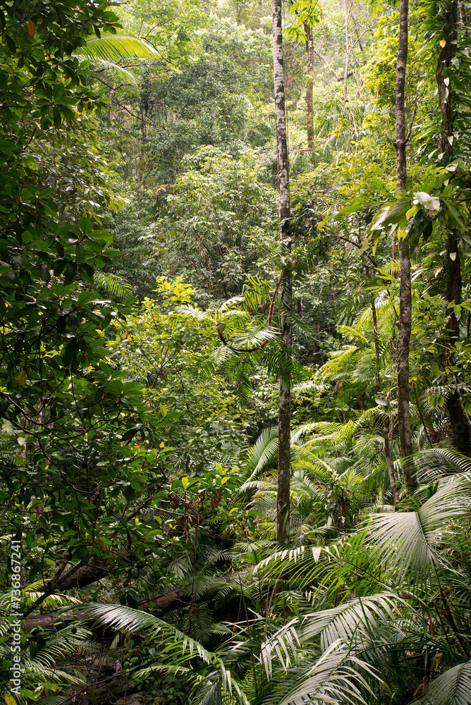Obraz premium Daintree National Park, rainforest scenery in Queensland, Australia