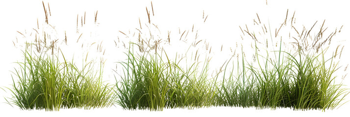 Nature tall meadow grass cut out transparent backgrounds 3d illustration