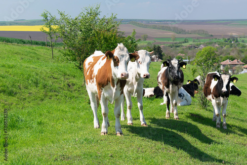 A curious dairy cows standing and grazing in pasture