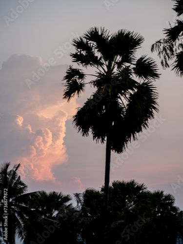 Silhouette of Sugar palm tree with magenta sky and clouds at dusk