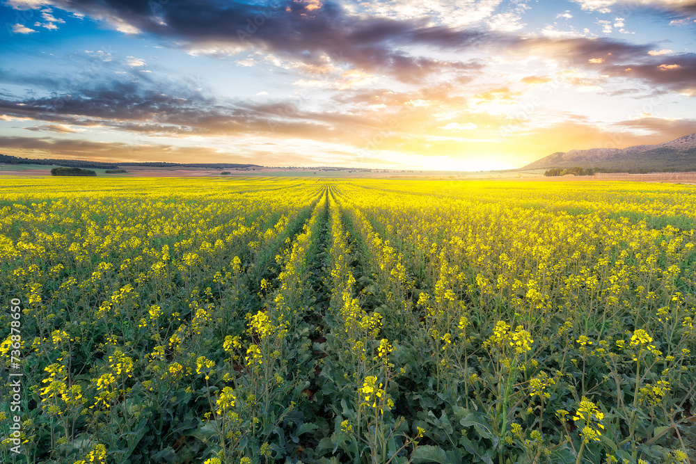 Sunrise in a large yellow field of Oilseed Rape Field located in Spain. Close-up view of yellow rapeseed field at sunrise, Spain